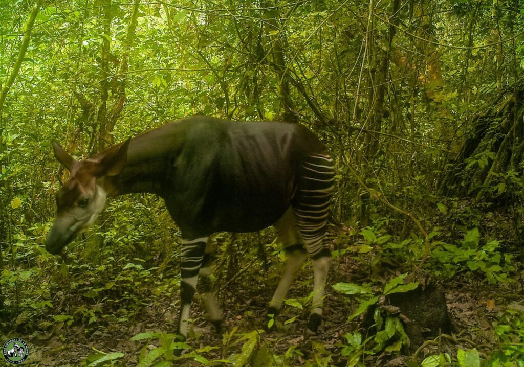 Reimagining African Conservation Through The Science Policy Practice 